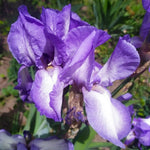 Bearded Iris - Victoria Falls