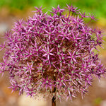 Allium - Nevskianum