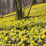 Eranthis - Winter Aconite