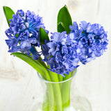 Hyacinth - Delft Blue - Prepared - for Indoor Forcing