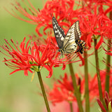Lycoris - Radiata