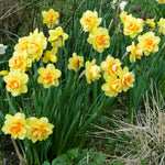 Daffodil - Tahiti