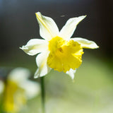 Daffodil - English Wild Daffodil - Lent Lily