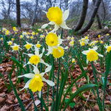 Daffodil - English Wild Daffodil - Lent Lily