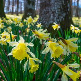 Daffodil - English Wild Daffodil - Lent Lily