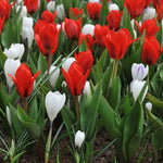 Tulips & Crocus - Karma Cottage Garden Blend