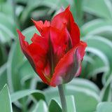 Tulip - Royal Horticultural Society's Award of Garden Merit Collection