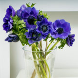 Anemone - Coronaria - Windflowers - Darkest Blue