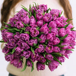 Tulip - Non-Stop Purple Blend