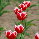 Tulip - Akita