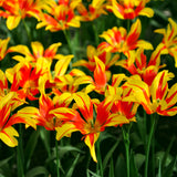 Tulip - Carnival Blend