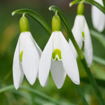 Scilla, Eranthis & Galanthus - Woodland Plant Collection