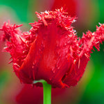 Tulip - Non-Stop Red Blend
