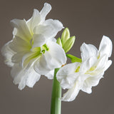 Amaryllis - White Nymph - Kit - with White Chalk Metal Cachepot