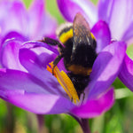 Tulips & Crocus - Karma Cottage Garden Blend