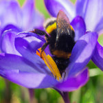 Crocus & Scilla - Blue Artisan Bulb Blend