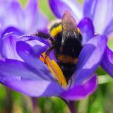 Crocus & Scilla - Blue Artisan Bulb Blend