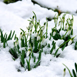 Galanthus - nivalis - Snowdrops