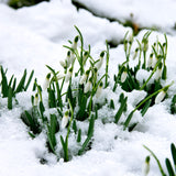 Scilla, Eranthis & Galanthus - Woodland Plant Collection