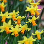 Daffodil - Perennial Deer Resistant Blend - Award Winning