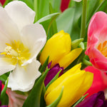 Tulip - Illuminating - 2021 Color Of The Year