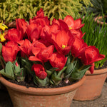 Tulips & Crocus - Karma Cottage Garden Blend