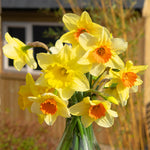 Daffodil - Season of Sunshine Mix