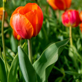 Tulip - Orange Juice