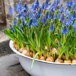 Muscari - Grape Hyacinth - for Containers