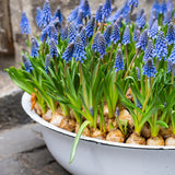 Muscari - Grape Hyacinth - for Containers