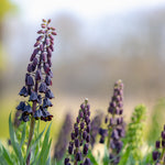 Fritillaria - Persica