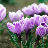 Crocus - Saffron Crocus