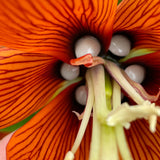 Fritillaria - Rubra