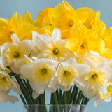 Daffodil - Naturalizing Dream Mix