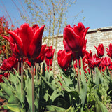 Tulip - Red Shine