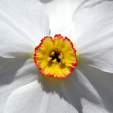 Daffodil - Pheasant's Eye