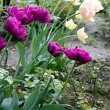 Tulip - Wow