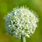 Allium - Blend - for Collectors