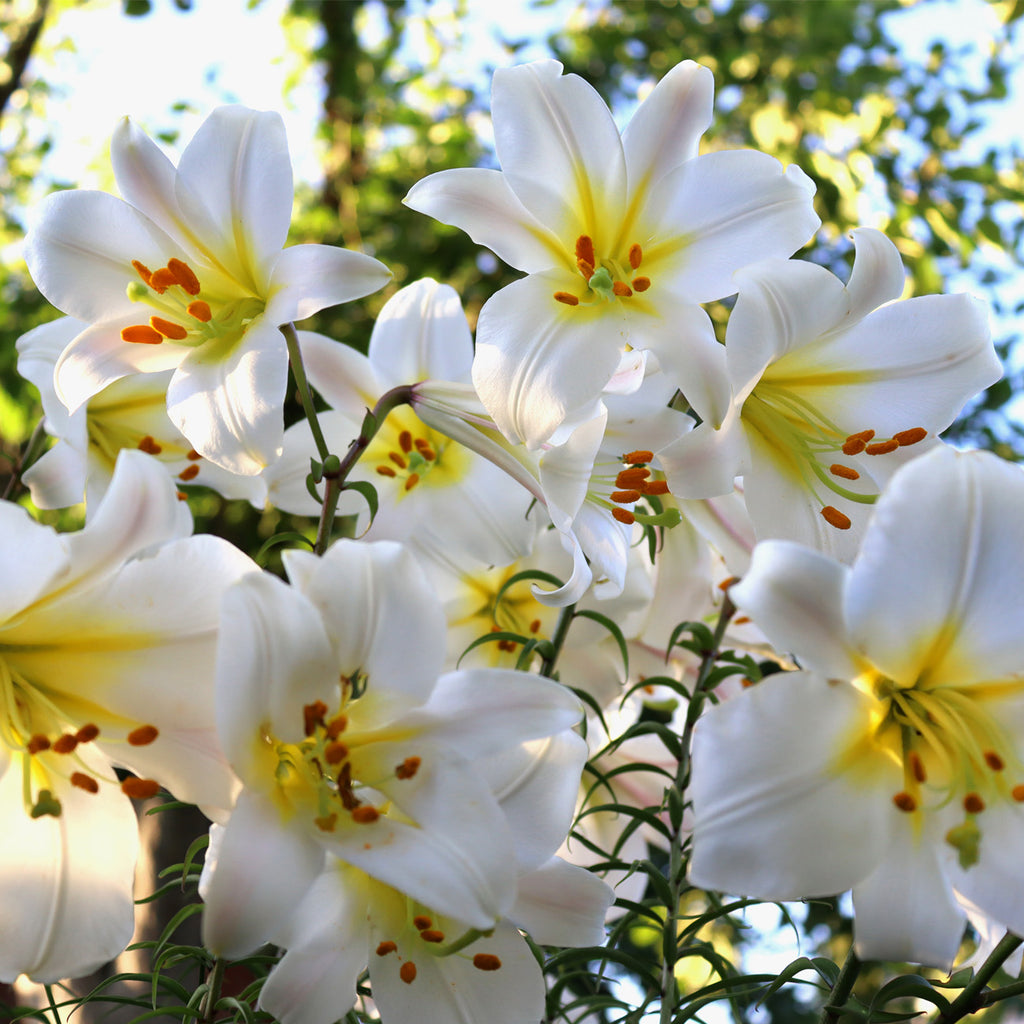 white trumpet lily flower essence Lily - Trumpet