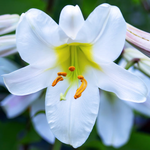 white trumpet lily flower essence Lily - Trumpet