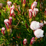 Oxalis - Versicolor