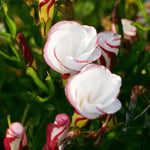 Oxalis - Versicolor