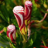 Oxalis - Versicolor