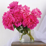 Peony - Karl Rosenfield