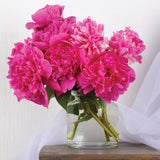 Peony - Karl Rosenfield