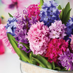 Hyacinth - Jan Bos
