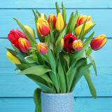 Tulip - Economy Medley of Varieties