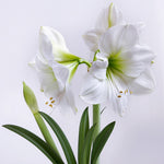 Amaryllis - Mont Blanc - Boxed Gift Kit