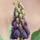 Fritillaria - Persica