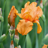 Bearded Iris - Firebreather